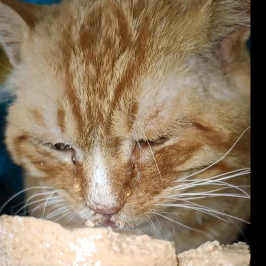 小刚给流浪猫找家 （天津沈阳哈尔滨）