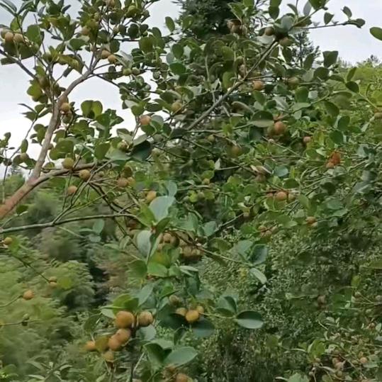 宥錢發