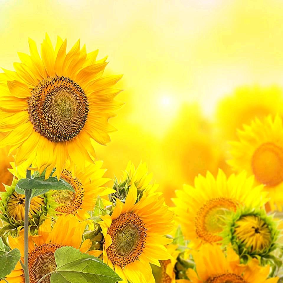平常心🌻