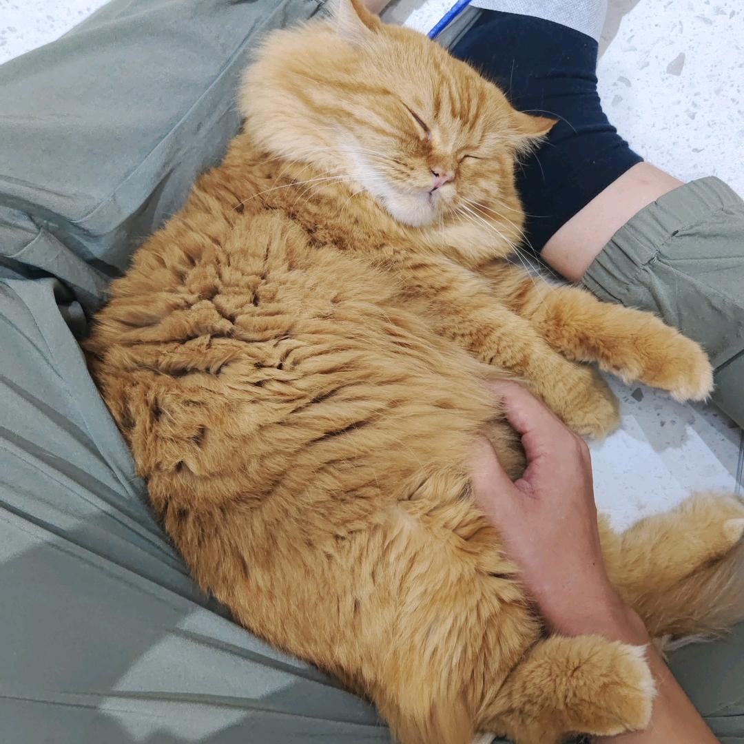 靥翳