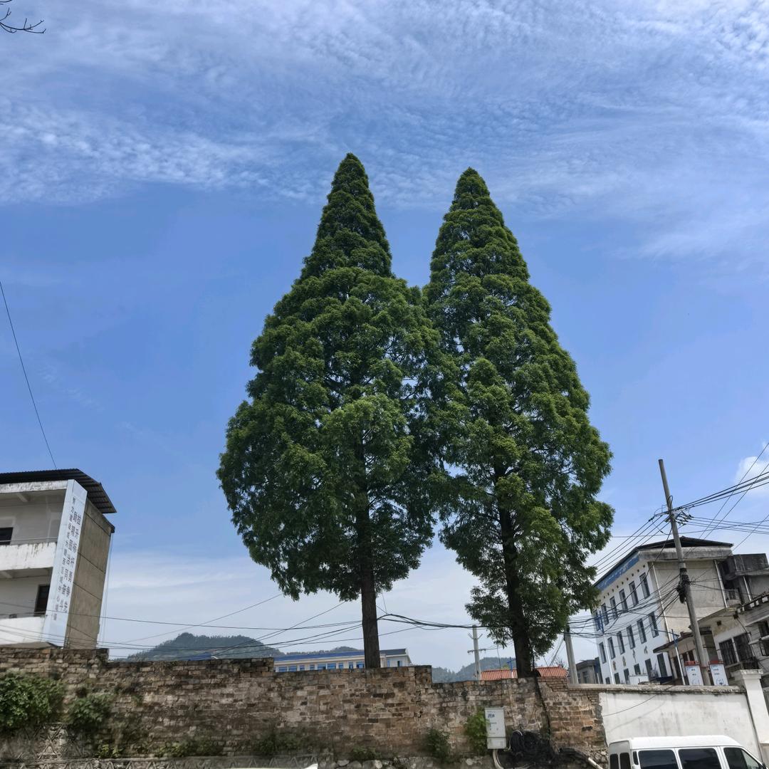 了姨欧刘