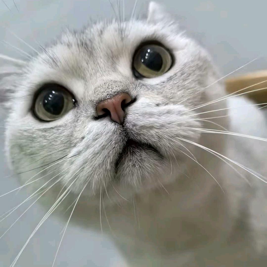 广八车丶