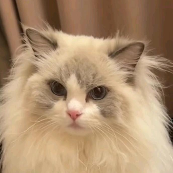 爱吃草莓鲫鱼饼🍓🍑