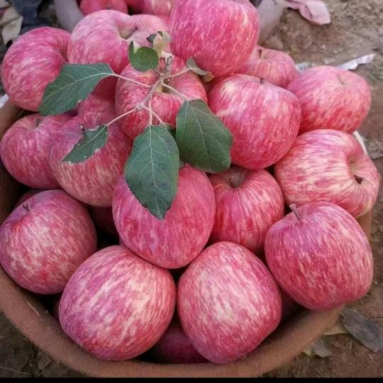 烟台大拇指宽条纹苹果树苗