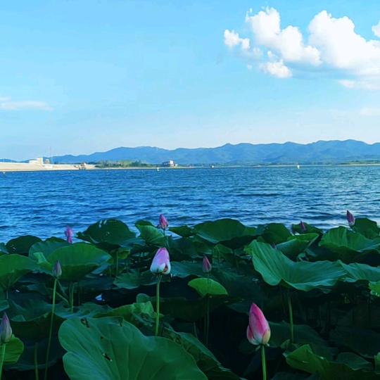 上善若水