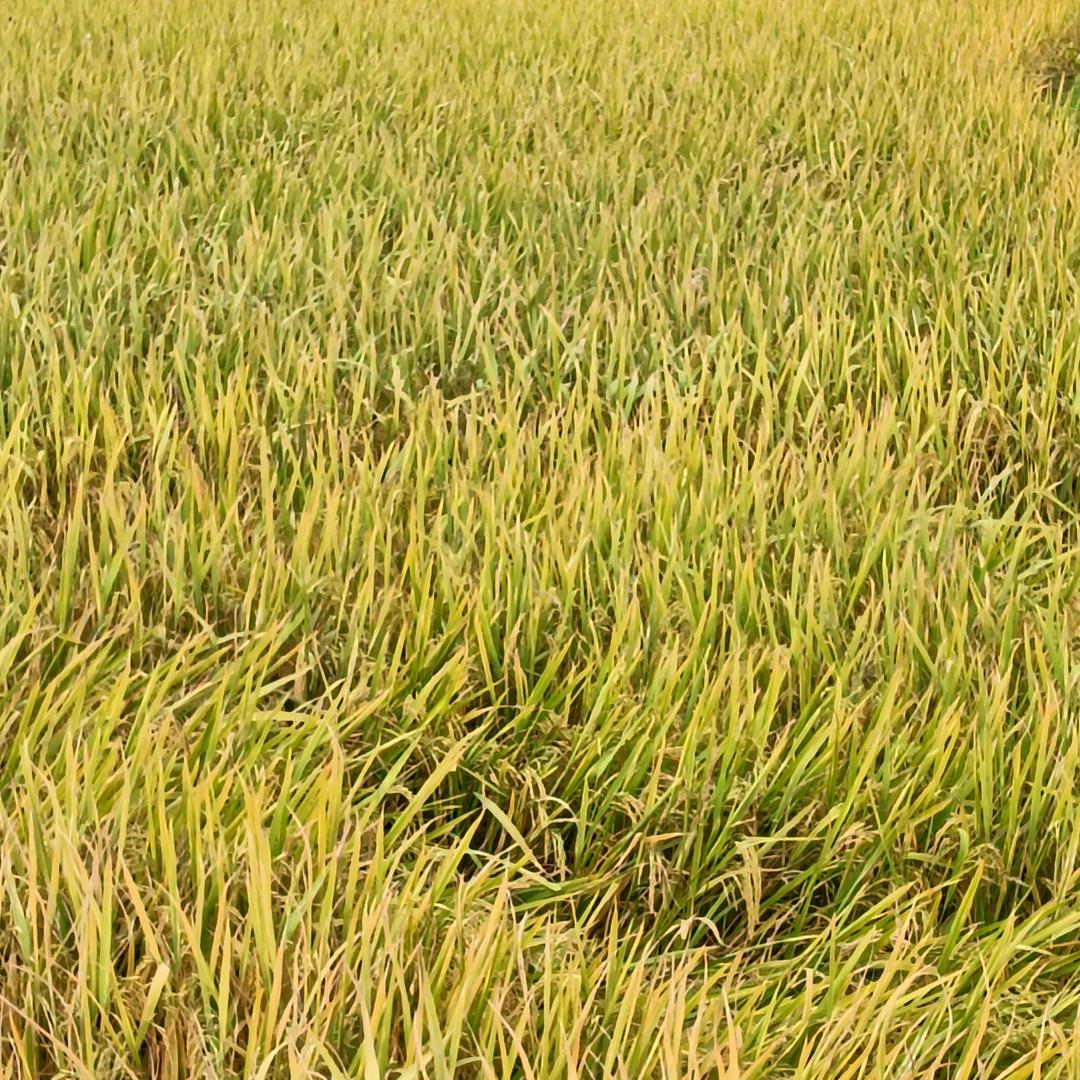 岁月静好🌸((☀️⥎☀️))🌸