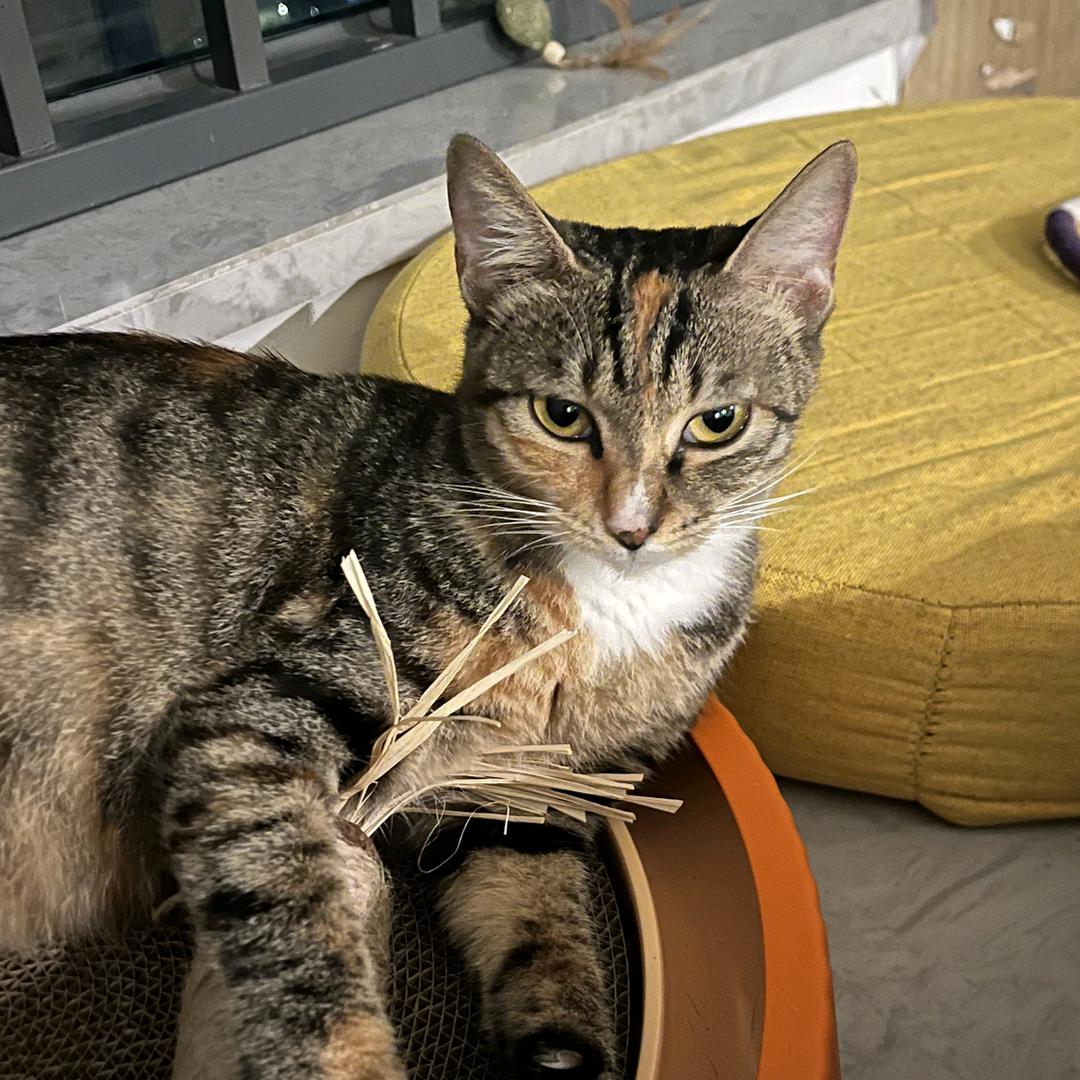 小猫咪～灵犀！