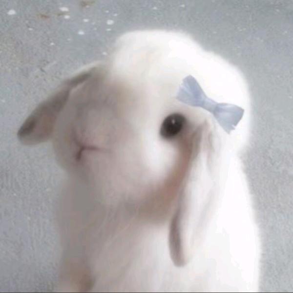 我是小兔子