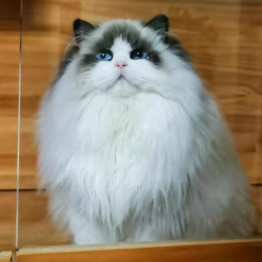 小旭布偶猫