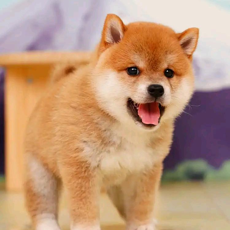 雷梦柴犬优选