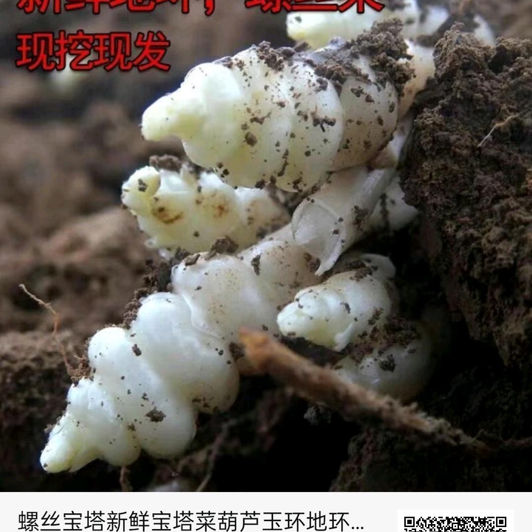 惰情孤寒狼王