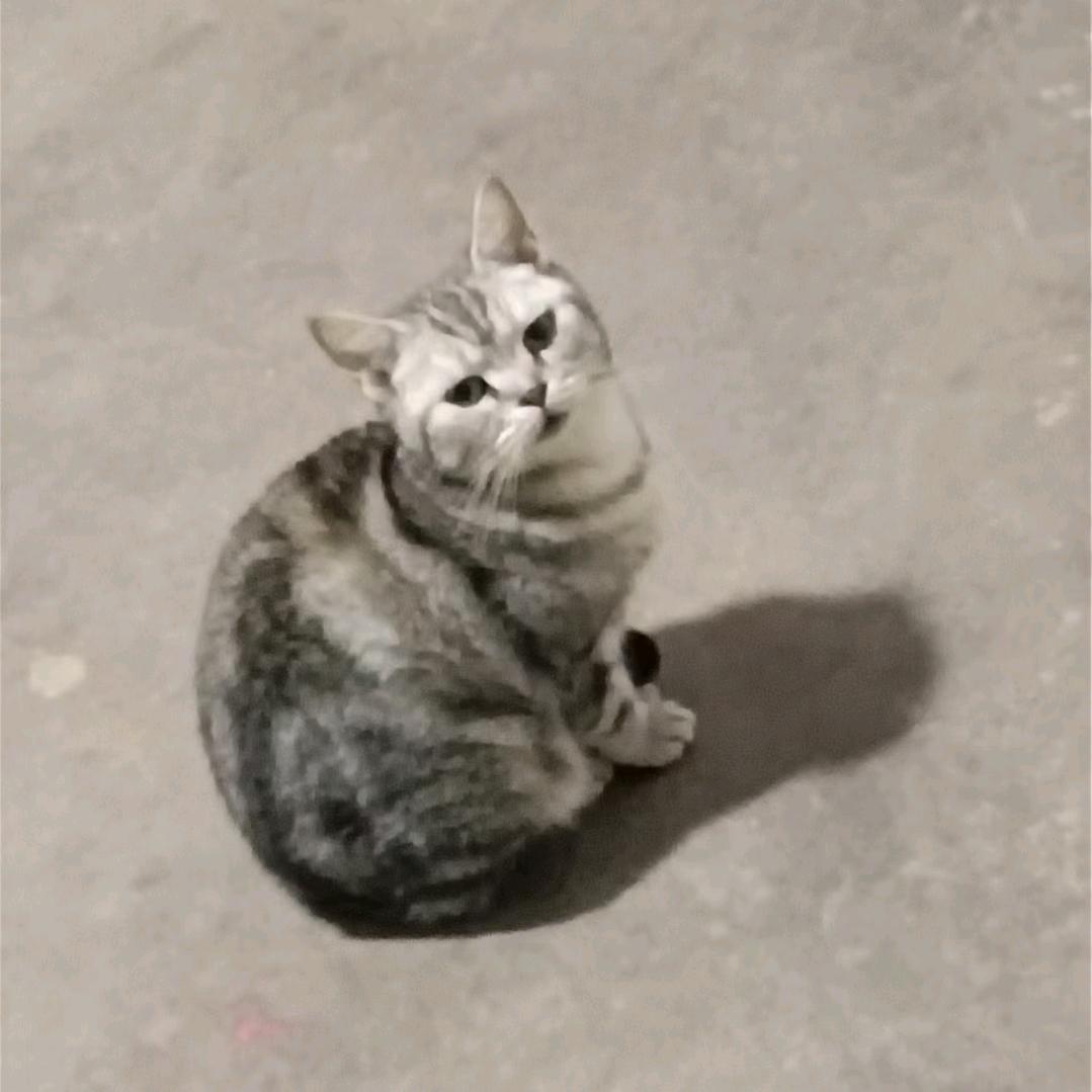 玥玥不会夹