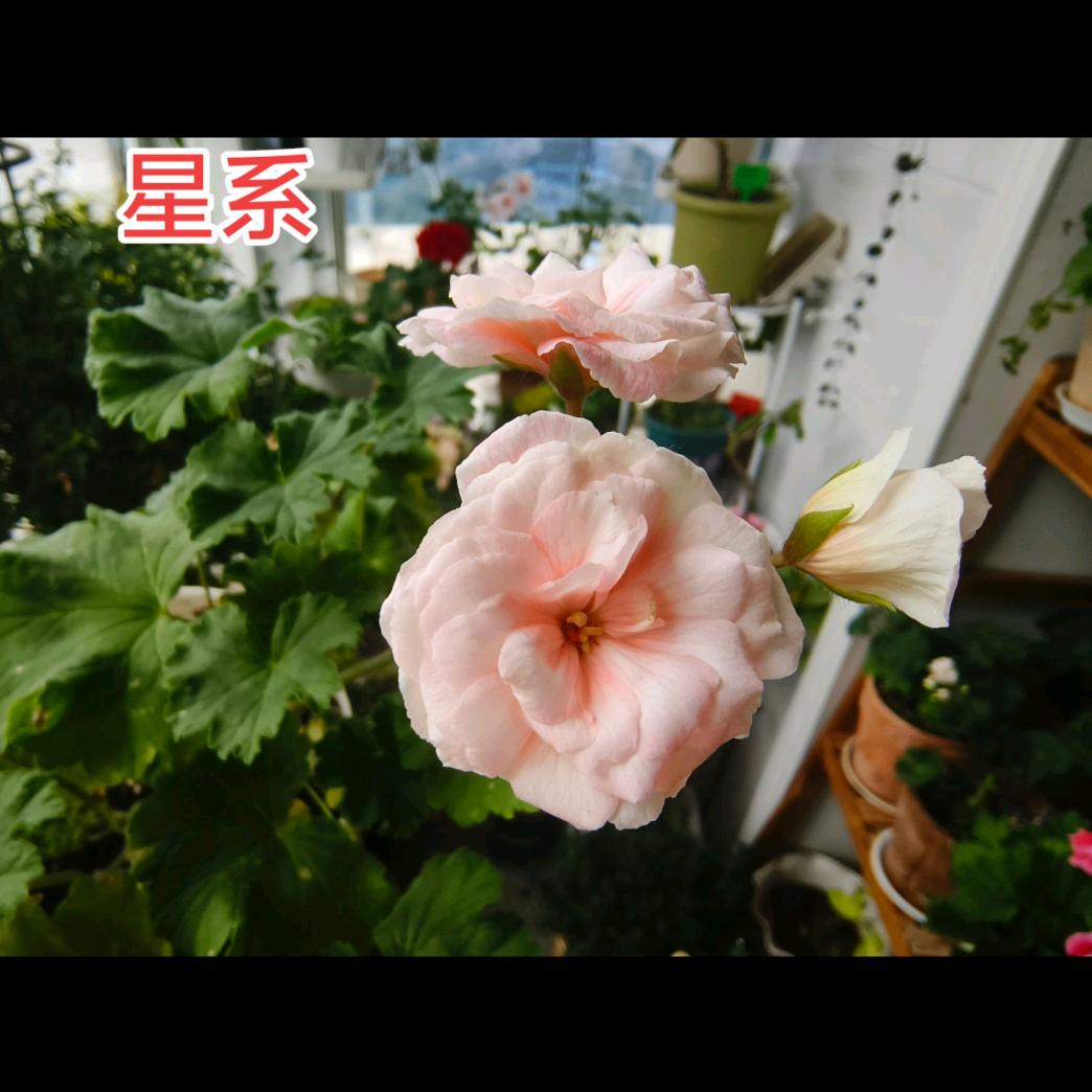 谁踩了我的小庄贾🌱