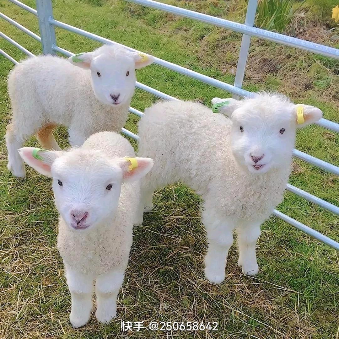 小蛘🐏