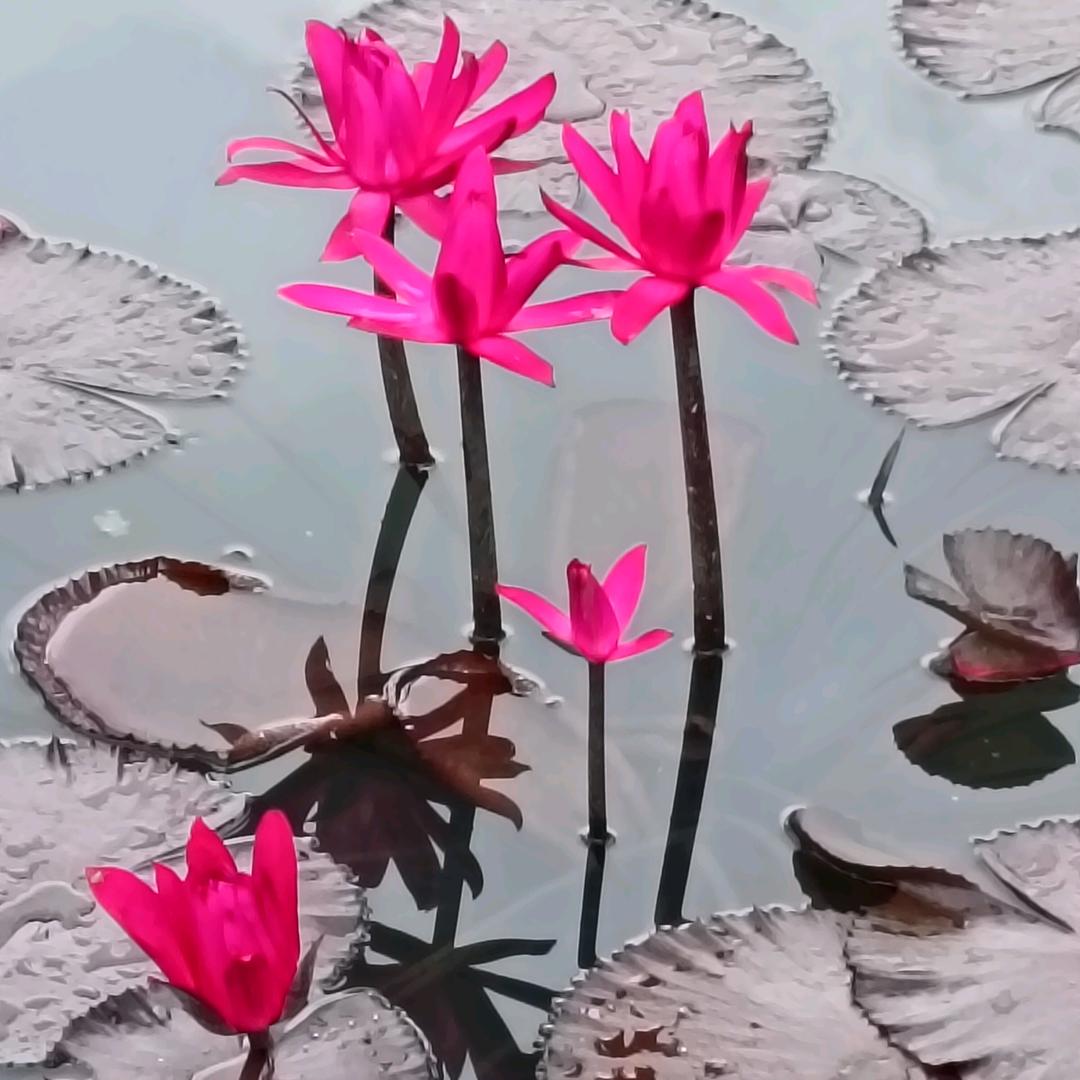 涛仔