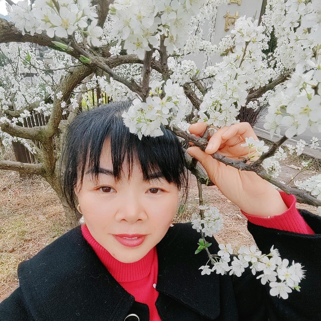 琴
