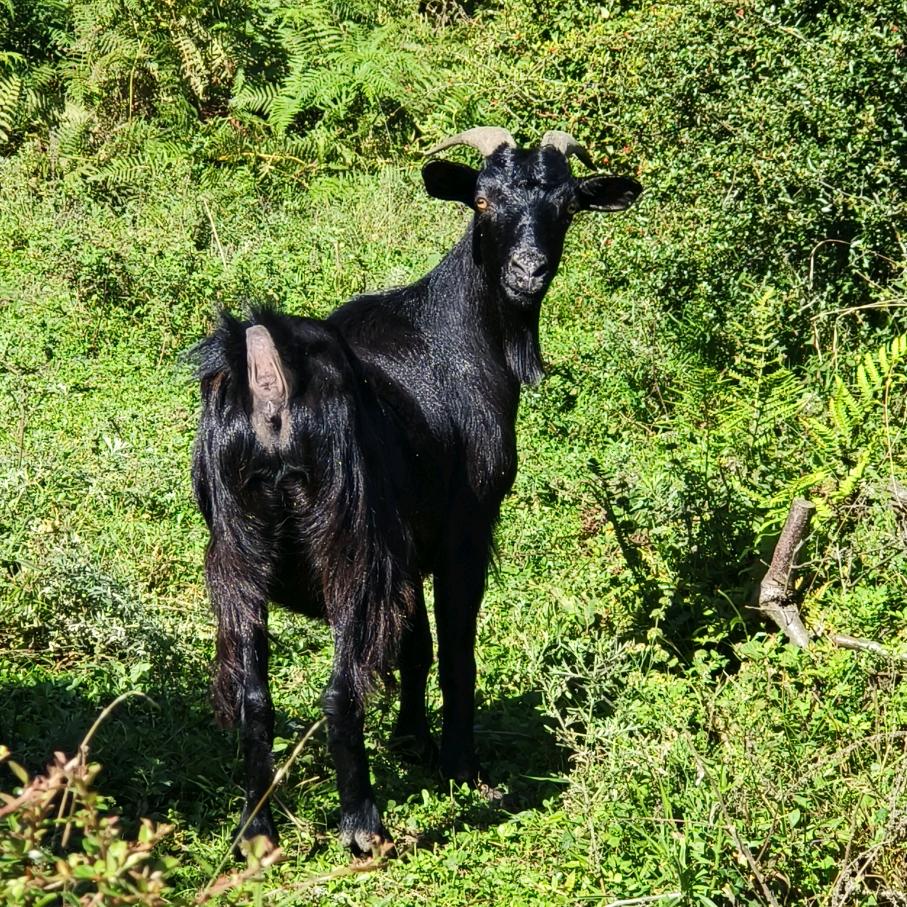 鲜羊阁（彝良大山散养黑山羊）