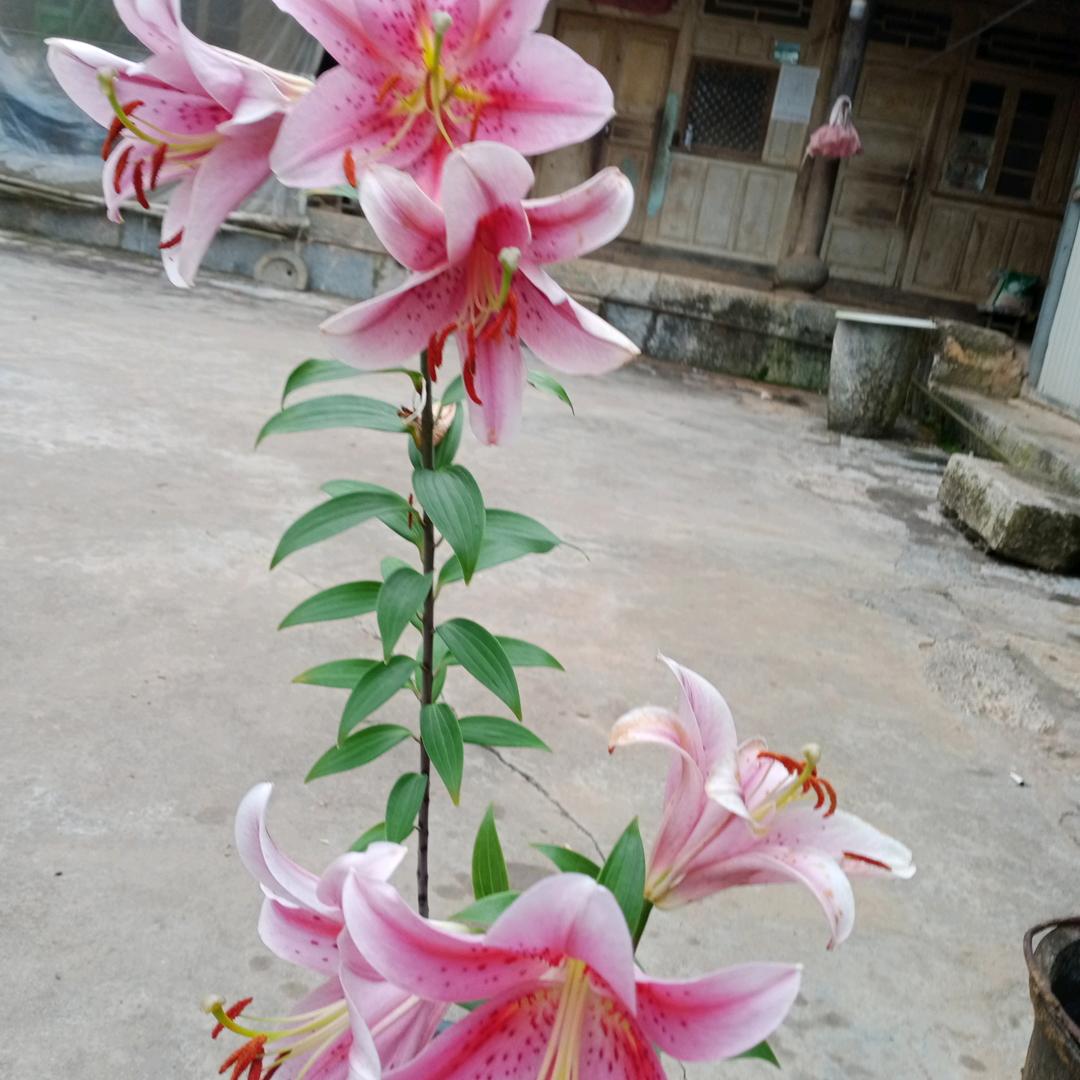 我走辉煌的幸福