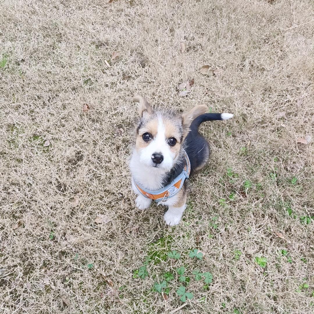 菜鸟送别人上分