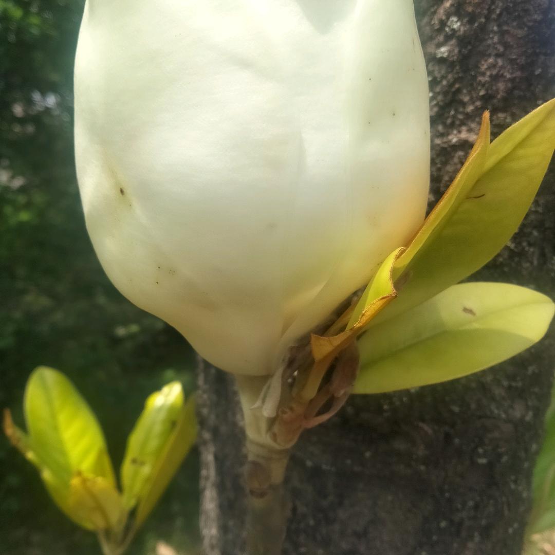 黄土情