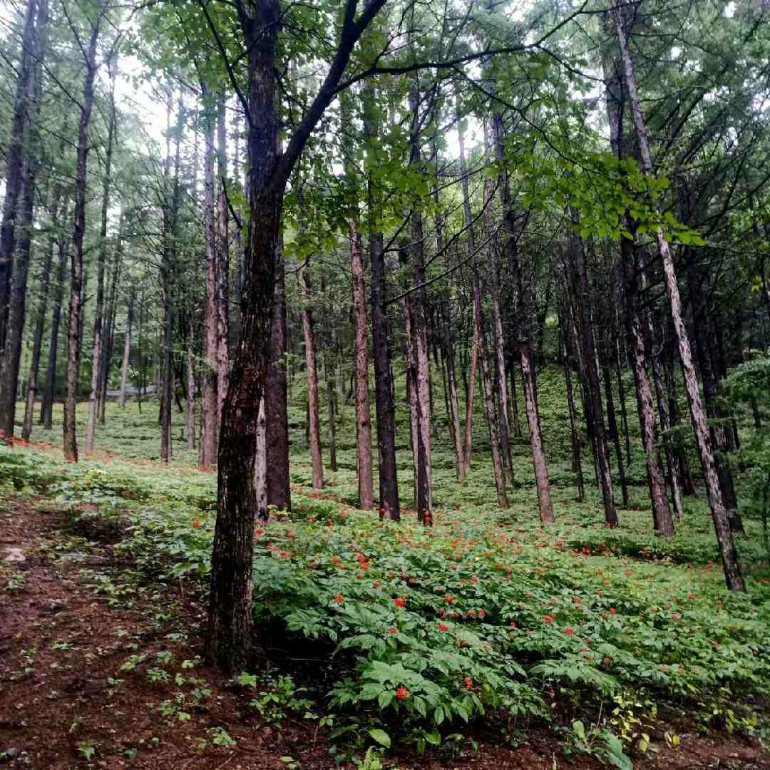 福瑞轩滋补授权号