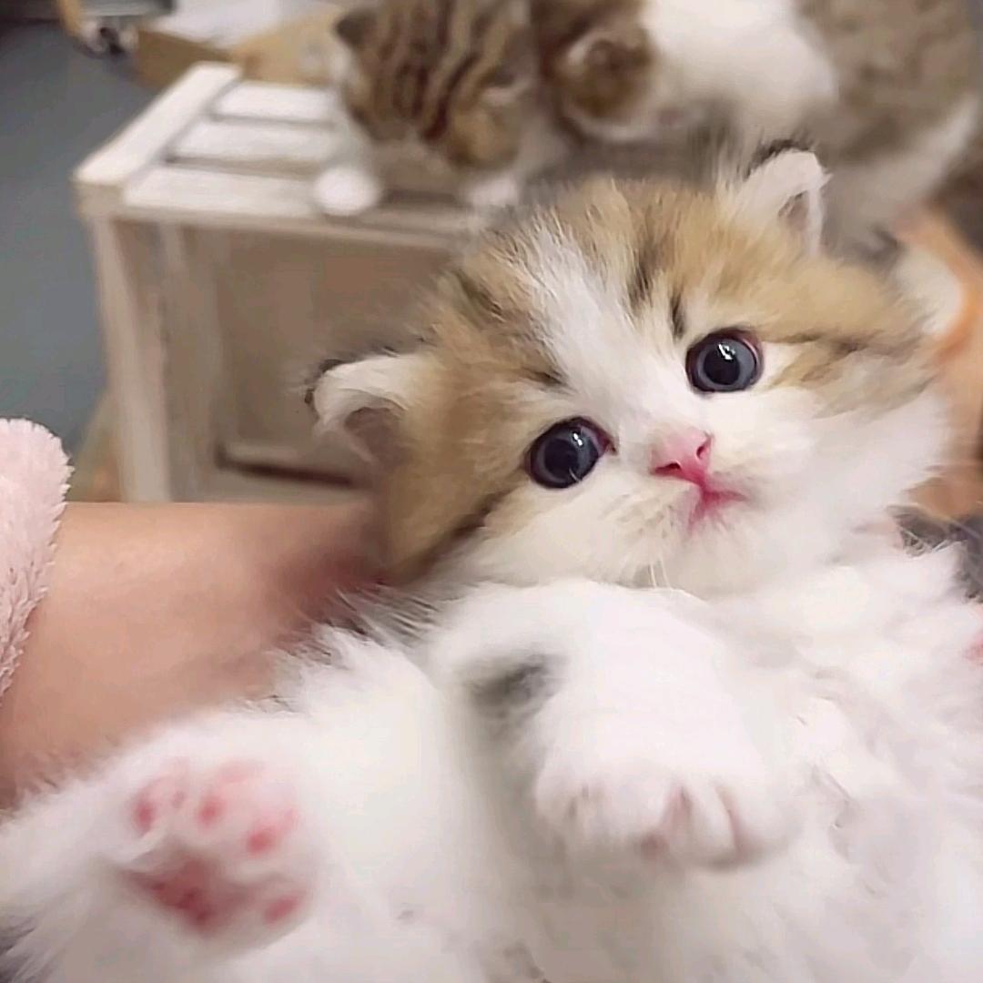 CanlinKenlin名品优选