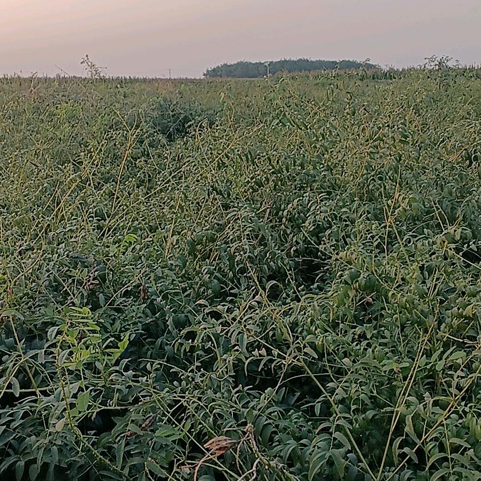 宋记叉车（钢板）租赁