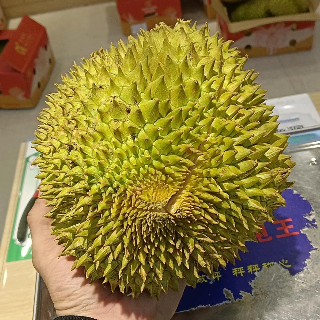 绥中县榴莲批发