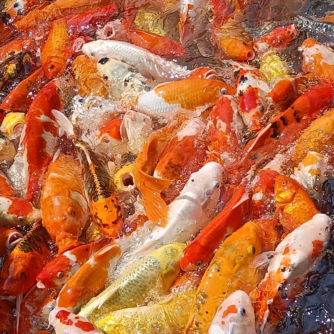 阳光