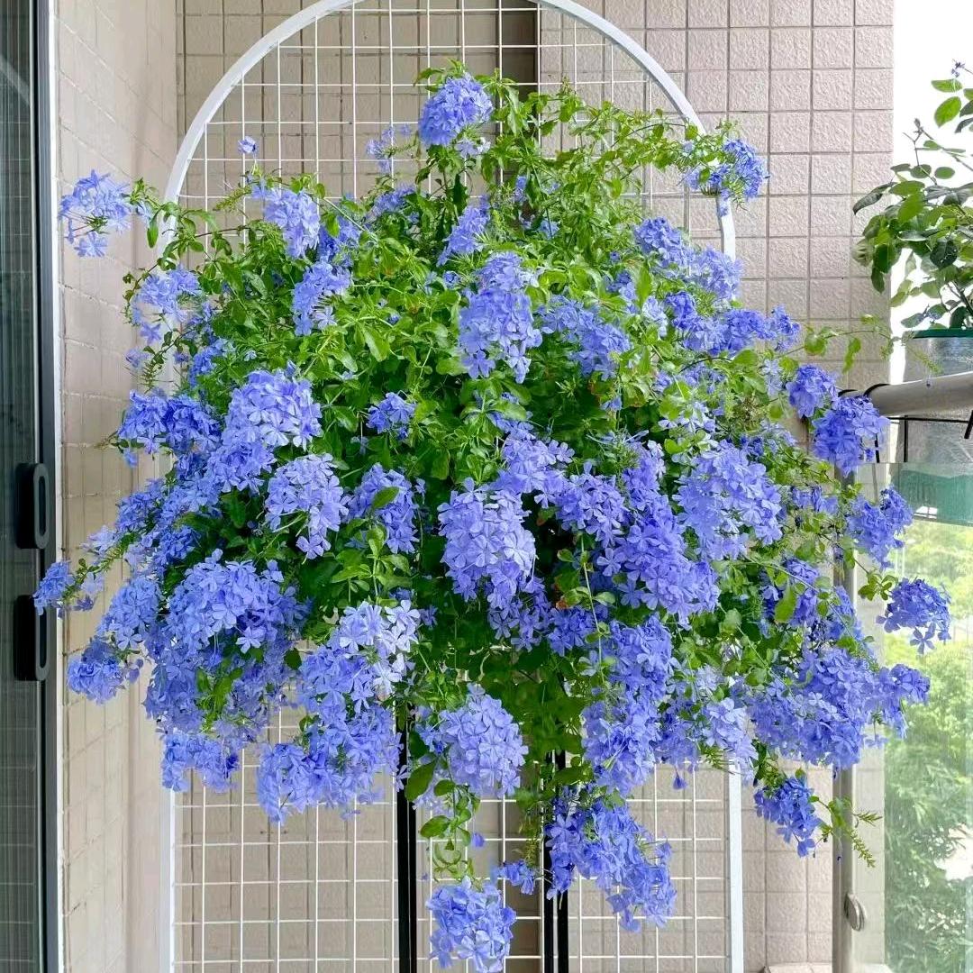 花儿好生活