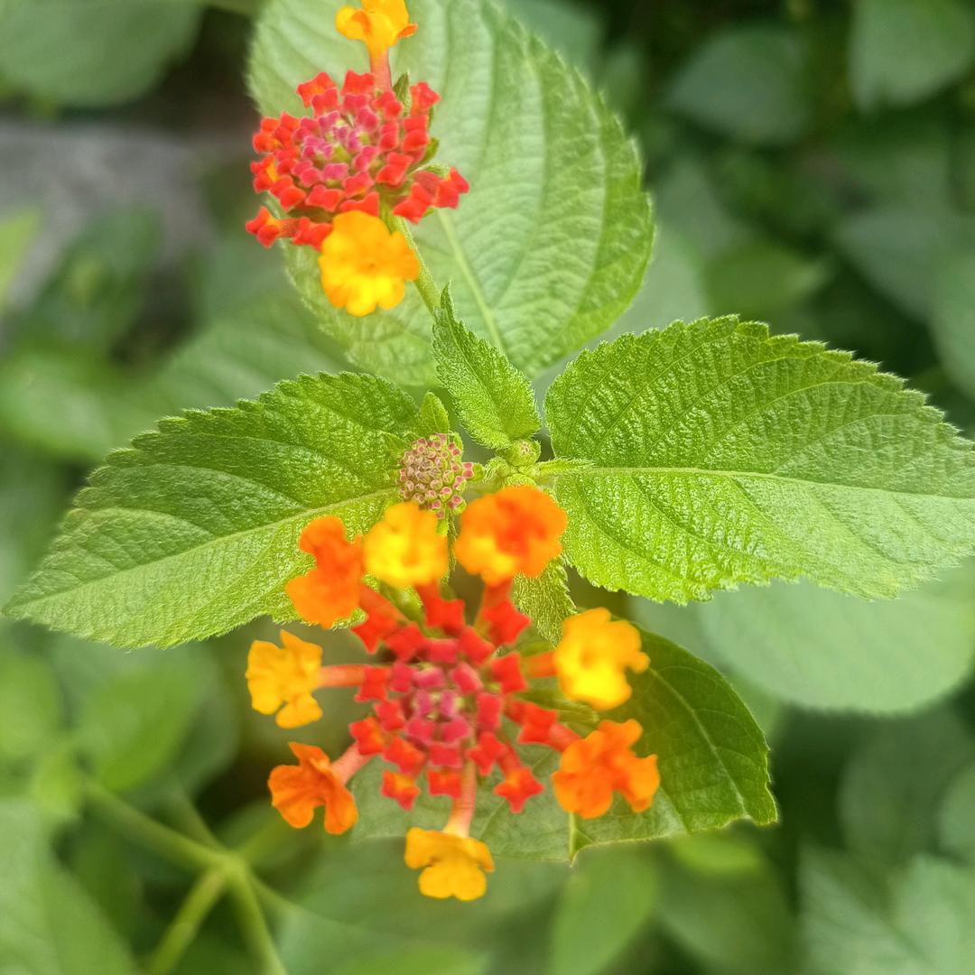 山茶花手机用户67302963070