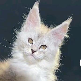 小白家的缅因猫舍