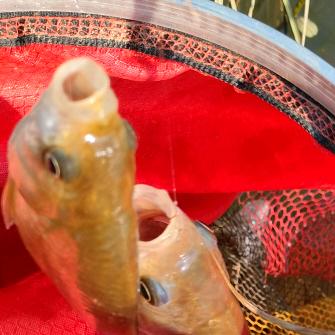 好开心赠人玫瑰手刘余香