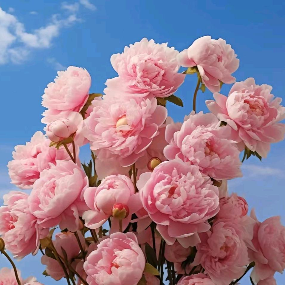 微光✨(菏泽甜心妹🍬）