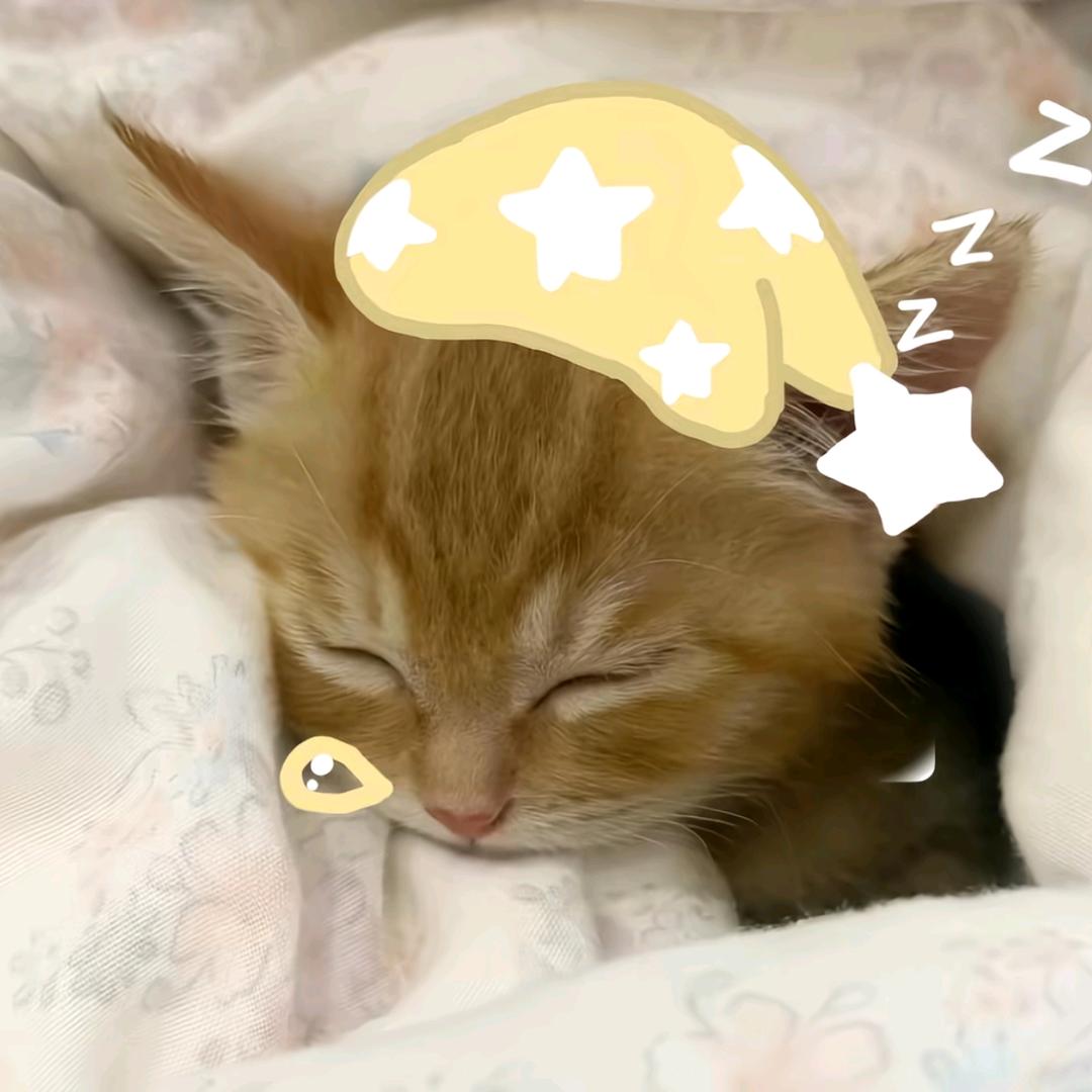 小蘇魚