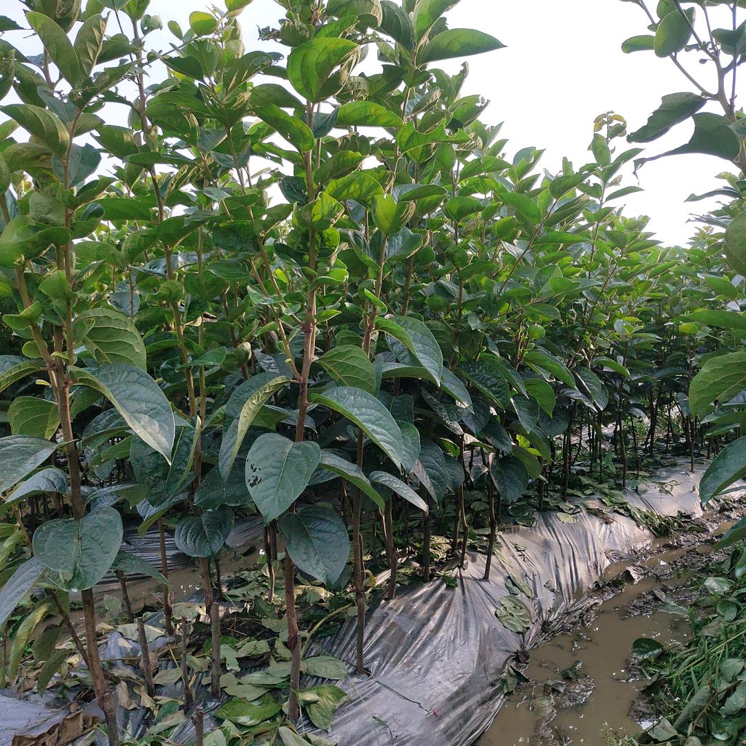 星空之辰（大秋甜柿、柑橘种苗）