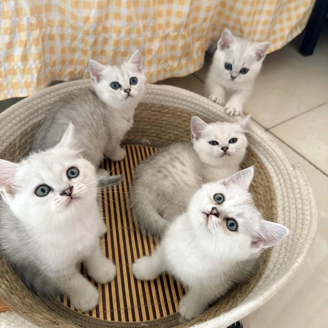小魏萌宠