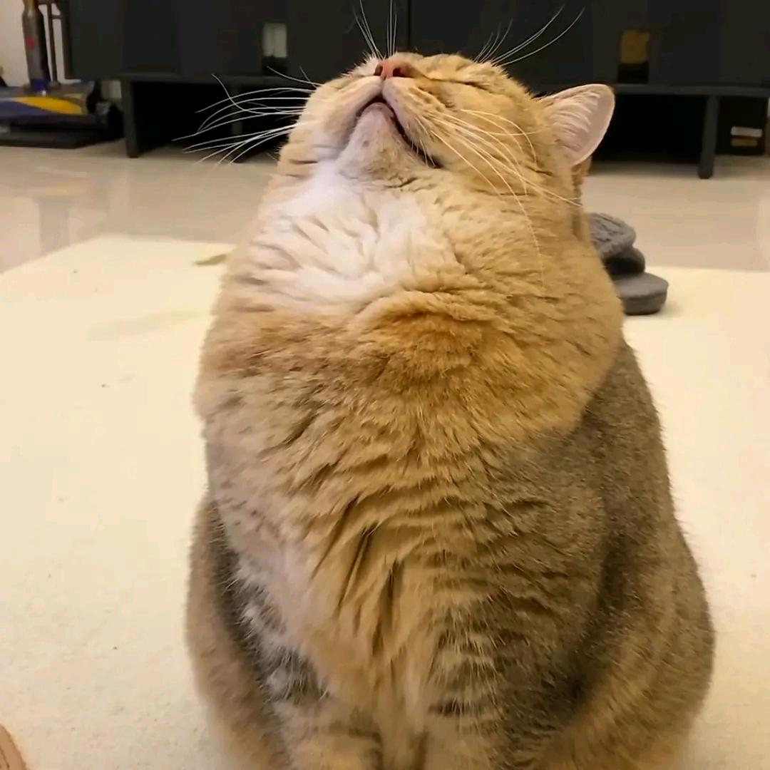 东张西望