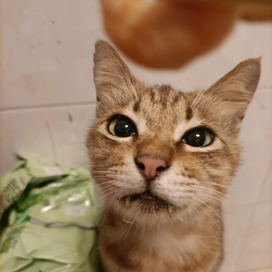 小丑猫