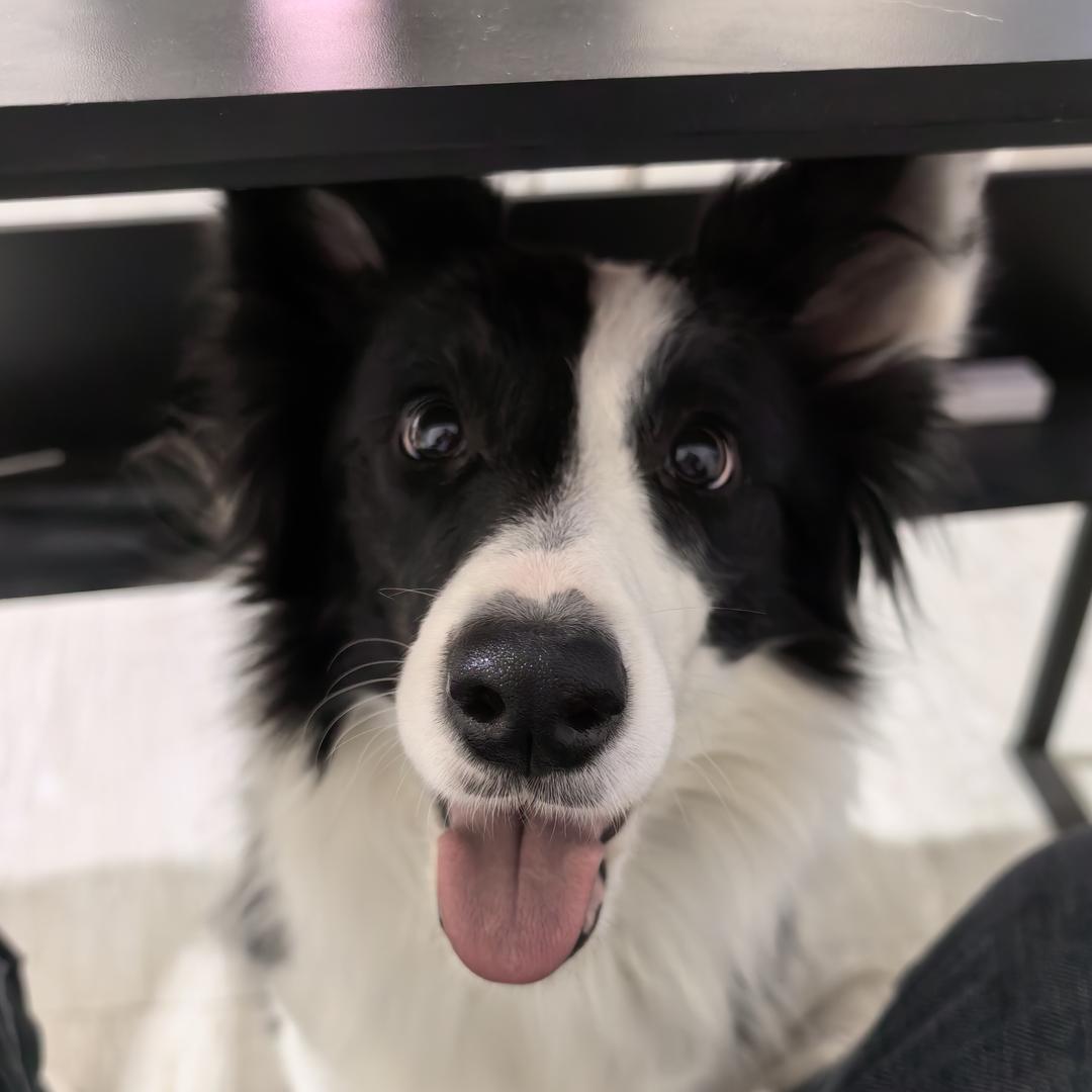 安安是小狗（情绪稳定版）