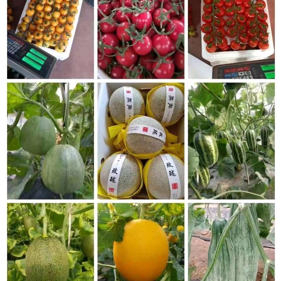 瓜果甄选《代收》