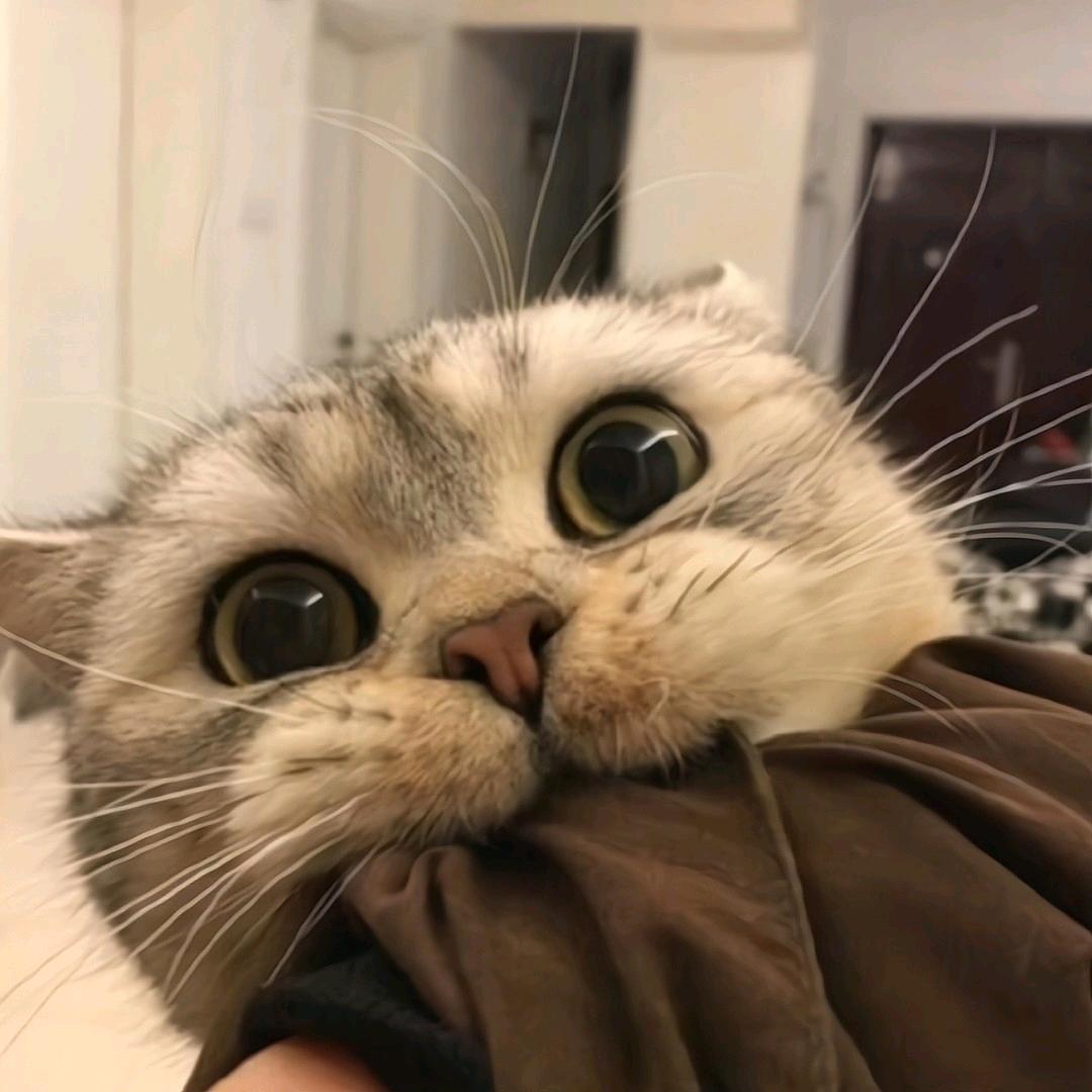 Li.