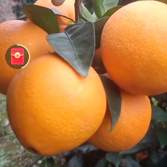 赣南脐橙英英姐