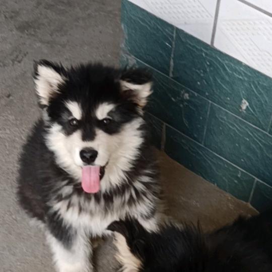 阿拉斯猪（旺仔）（拒私聊）