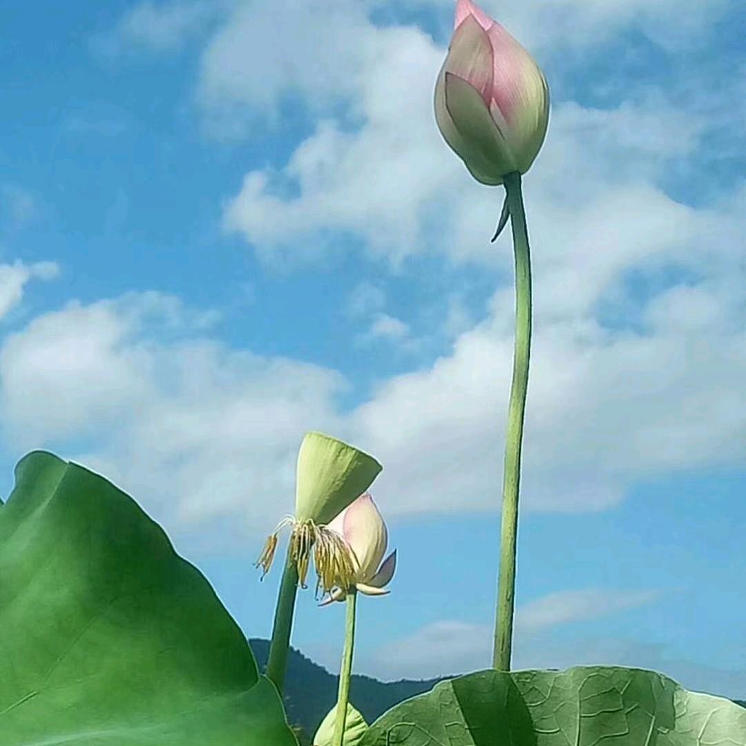 枫
