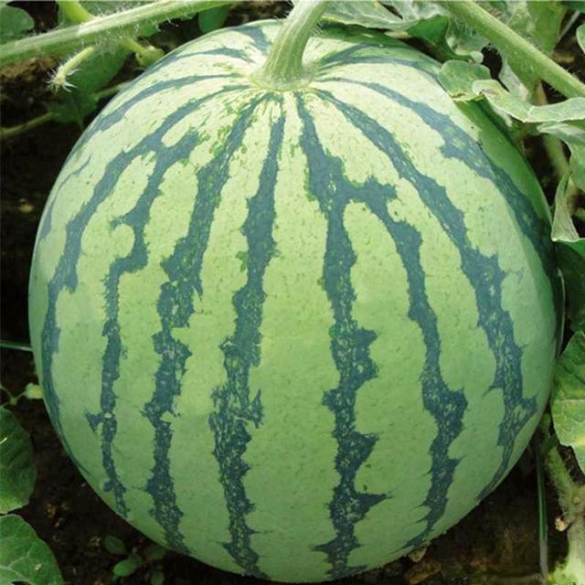 西瓜哥爱分享