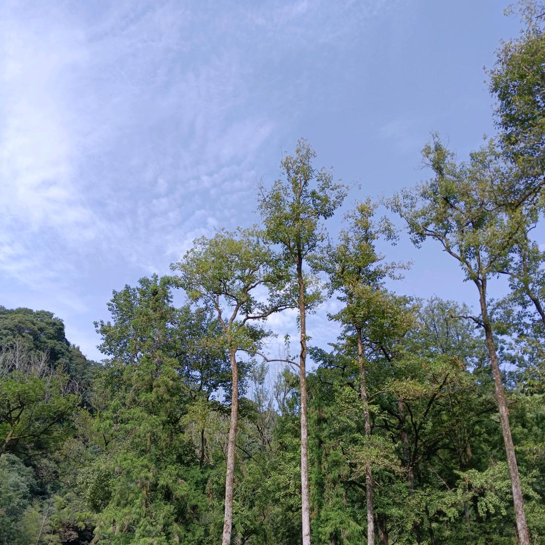 一览芳华《开心》