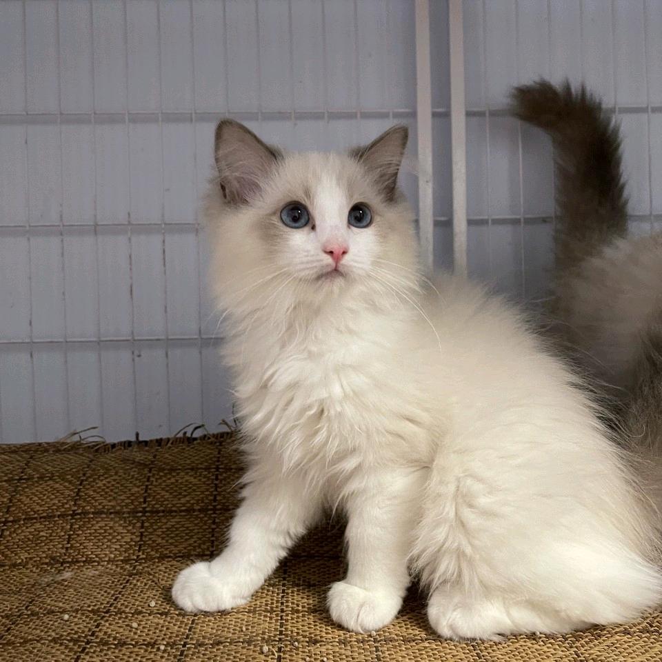 猫咪部落格