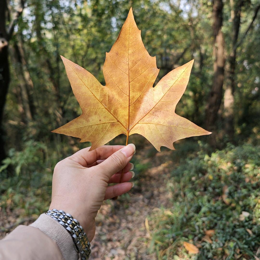飞