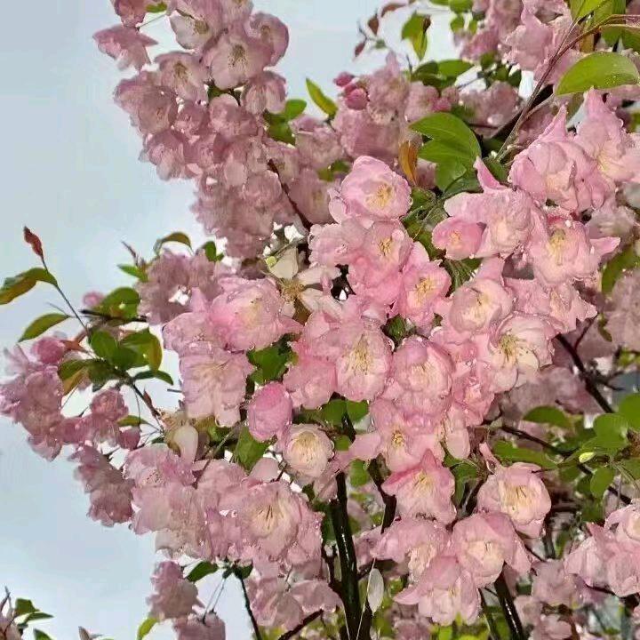 海棠花梦.